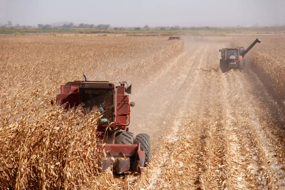 Two red combines harvesting corn in central California.
